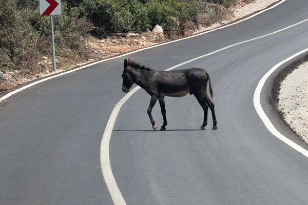 Dipkarpaz Millî Parkı ve yaban eşekleri